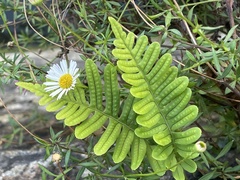 Polypodium