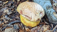 Aureoboletus gentilis