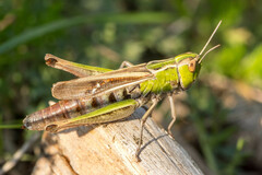 Stenobothrus lineatus