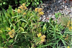 Euthamia graminifolia