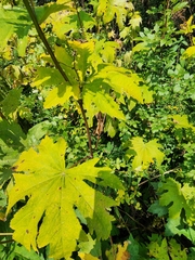 Napaea dioica