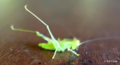 Orthoptera