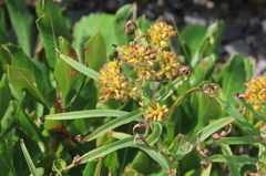 Euthamia graminifolia