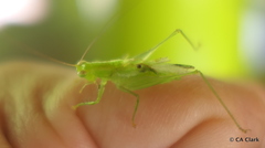 Orthoptera
