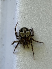 Araneus pegnia