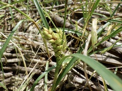 Carex pumila