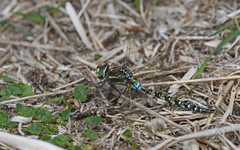 Rhionaeschna marchali