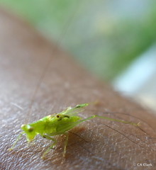 Orthoptera