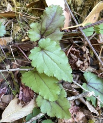 Veronica californica
