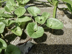 Calystegia soldanella