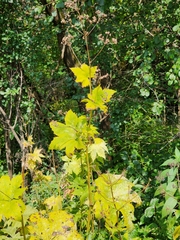 Napaea dioica