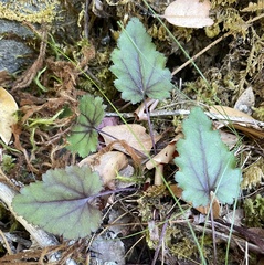 Veronica californica