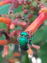 Euglossa