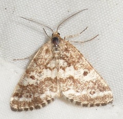 Eufidonia notataria