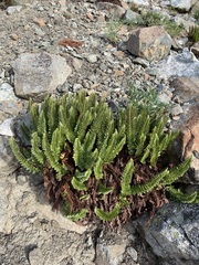 Polystichum lemmonii