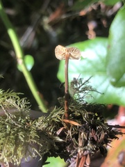 Heimiomyces fulvipes