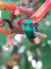 Euglossa