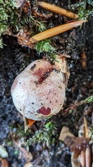 Aureoboletus gentilis