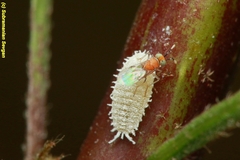 Anagyrus pseudococci