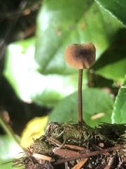 Heimiomyces fulvipes