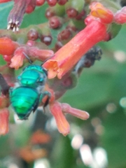 Euglossa