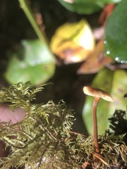 Heimiomyces fulvipes