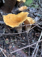 Turbinellus floccosus