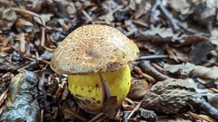 Aureoboletus gentilis