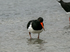 Haematopus longirostris