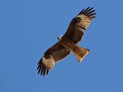 Milvus migrans lineatus