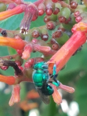Euglossa