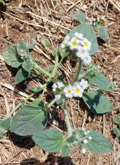 Heliotropium hirsutissimum