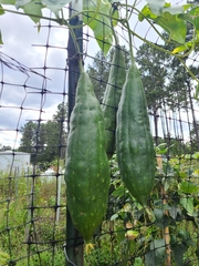 Luffa aegyptiaca