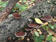 Daedaleopsis tricolor