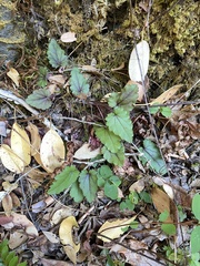 Veronica californica