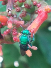 Euglossa