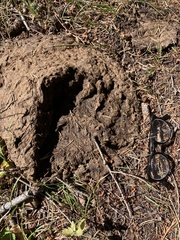Ursus arctos horribilis