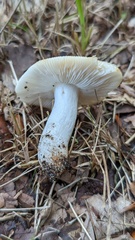 Russula pectinatoides