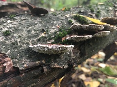 Daedaleopsis tricolor