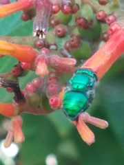 Euglossa