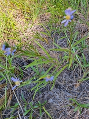 Eurybia hemispherica