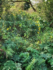 Napaea dioica