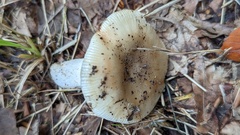 Russula pectinatoides