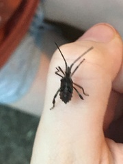 Leptoglossus occidentalis