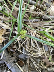 Carex lupulina