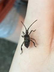 Leptoglossus occidentalis