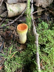 Turbinellus floccosus