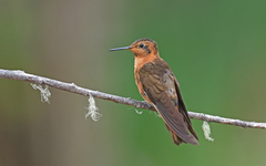 Aglaeactis cupripennis