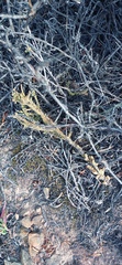 Crassula muscosa