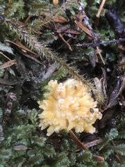 Ramaria rasilispora